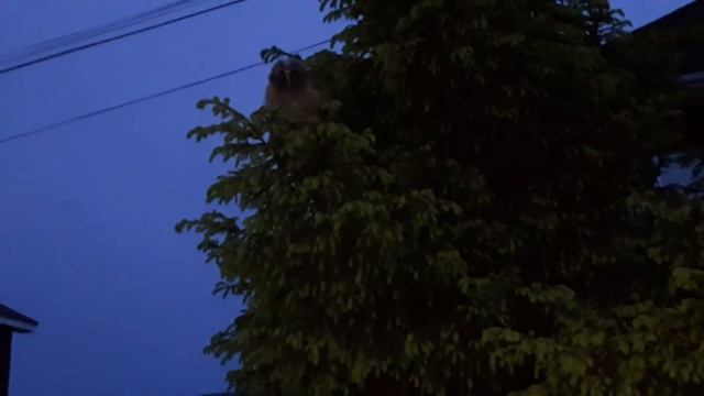 Совёнок ночью смотреть онлайн