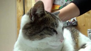 Упавшая со скалы кошка Муся ищет дом в  Ялте