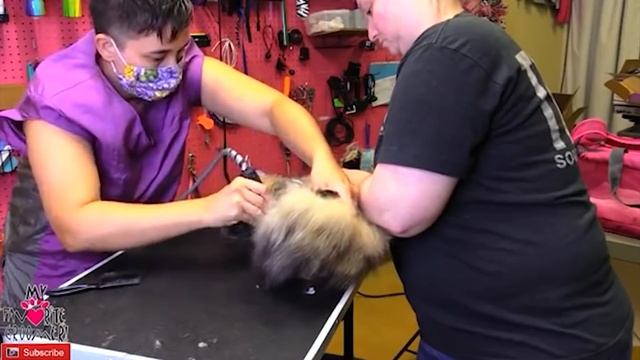 Cat Grooming // How To Groom Cat смотреть онлайн