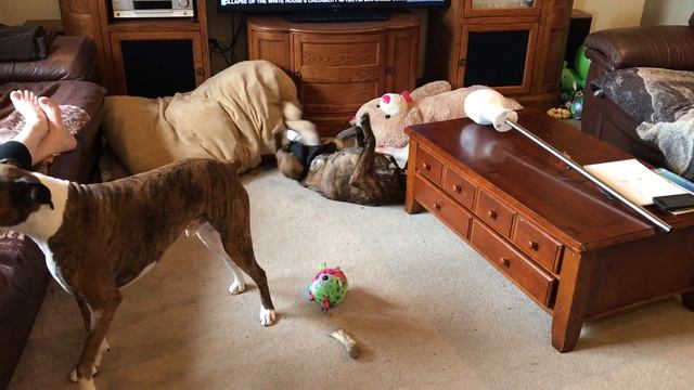 Piper our little Boxer Girl Wearing Panties смотреть онлайн