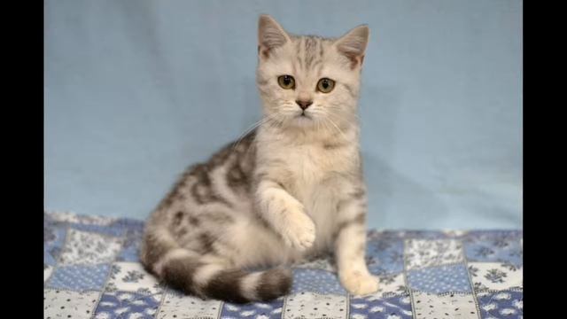 Котята питомника Milenbrit 1280x720 смотреть онлайн