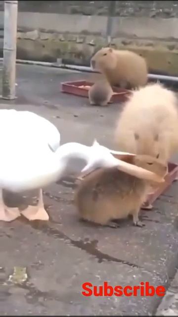 Australian Pelican ||#shorts смотреть онлайн