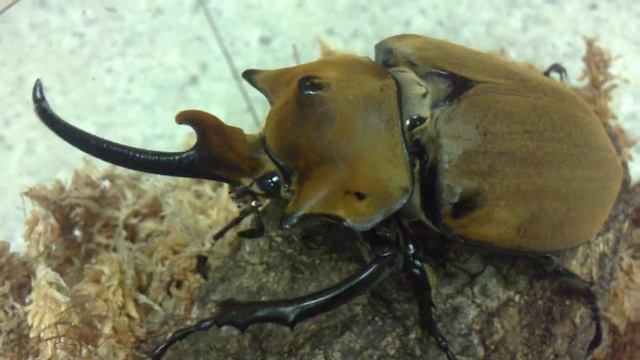 HD Megasoma elephas elephas from Kingdom of Beetle Taiwan (origin : Mexico).MP4 смотреть онлайн