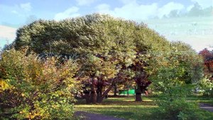 video_4631822076492.mp4