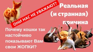 5 теорий . Реальные(странные)причины. Почему кошки так настойчиво показывают свои ЖОПКИ.