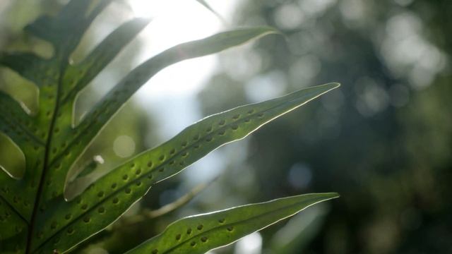 Birdsong, sleep music, relaxation, soothing music NEW! смотреть онлайн