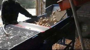 Мини линия по сортировки лука