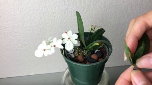 12/19/2021 非洲风兰一点红/红柱细距兰?种植要领Aerangis luteoalba var. rhodosticta