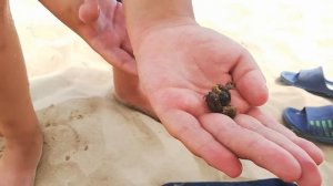 Как я поймал рака отшельника 2