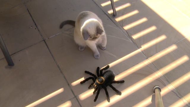 Ragdoll Cat Finds Giant Toy Tarantula Spider - PoathTV Funny Cat Videos смотреть онлайн
