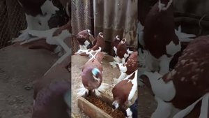 На продажу г. Пролетарск Ростовская область.