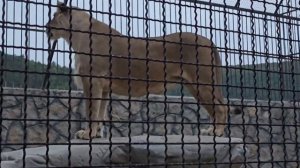 ❤️Лев Витя и львица Симба. План директора о их союзе. #lions #animals #лев_Витя