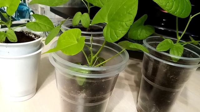 Как вырастить ипомею на балкон смотреть онлайн