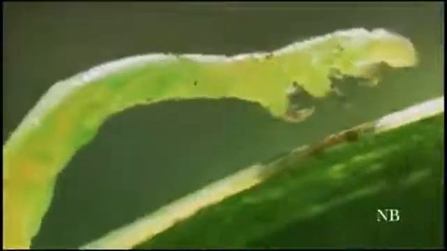 Ataque da Lagarta carnívora Mr Winkel