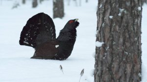 Глухой тетерев, моховик
