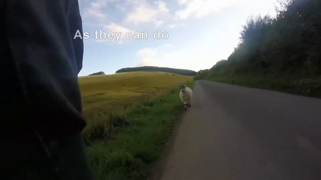 Spuddy training sponsored walk with rsabi смотреть онлайн