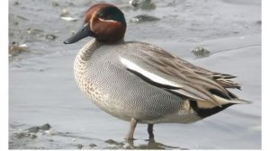 Птицы утки звук