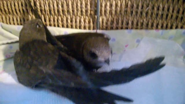 Мистер Писк и Дракон. Крупным планом смотреть онлайн