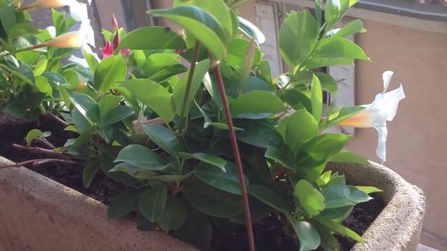 France (3) Hotel Cesar in Bonneiux 2013 смотреть онлайн