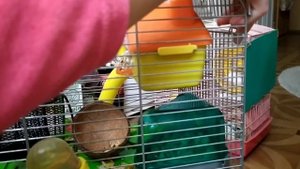 Уборка у хомяков