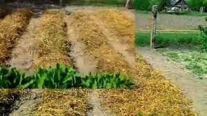 Картофель под соломой