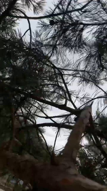 Мир глазами кота смотреть онлайн