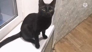 Только чёрному коту и не везёт. 😿