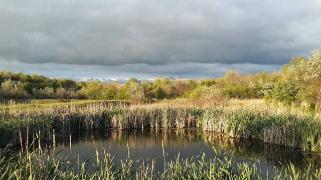 Райское пение птиц, Утро в плавне / Relax, Paradise birdsong, Morning in the forest смотреть онлайн