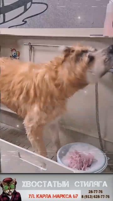 Акита Юки #грумер #животные #красота #салон #видеособаки #уход смотреть онлайн