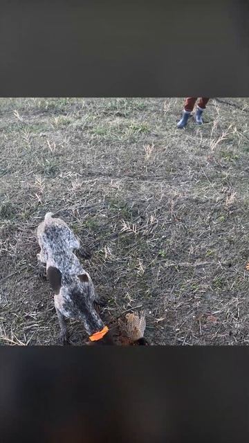 КАК ОБУЧАТЬ ОХОТНИЧЬИХ СОБАК? #охотарыбалка #hunting #охота #huntingrussia #охотассобакой