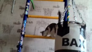 Кот на турнике