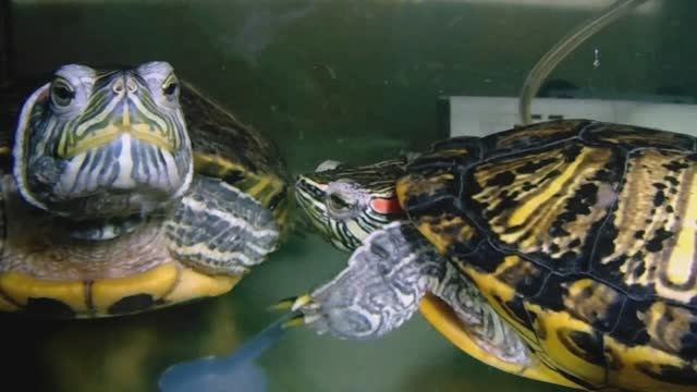 Водяные Красноухие Черепахи - Выращивание, Уход и Кормление в домашнем Мини  Акватеррариуме
