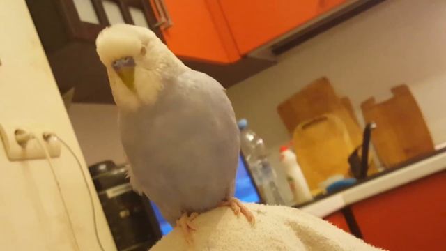 Попугай Густав Климт смотреть онлайн