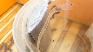 Кормушка для пчел из пластиковых ведерок.