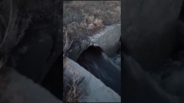#алтайскийкрай  с Волчиха Алтайский край  паводок! 29 03 2024г