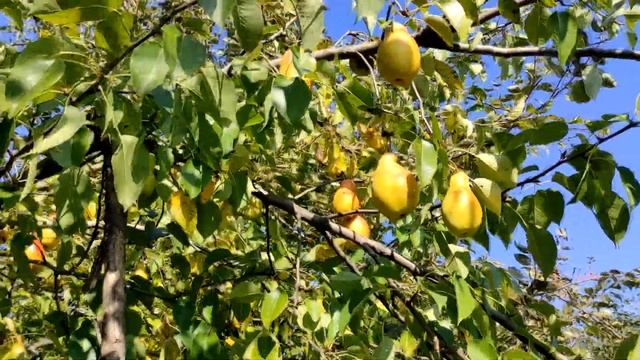 Вот это груша! Что за груша? смотреть онлайн