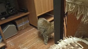 Рокс открывает дверь