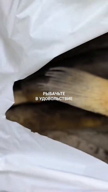 Ёрш вяленый для туристов.
