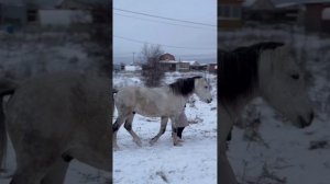 Занятие на свободе. Следование. С Фаиром Марьяна и Александра.
