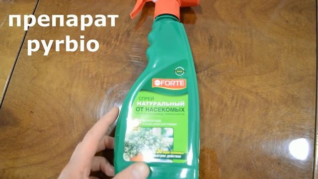 Заказала вегетативную петунию/Сожгла рассаду/Всходы пеларгонии и эустомы/Покупки для сада.