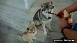 Mister Booble - ЛЯМ ! (Official music video)клип на 1000000 подписчиков !