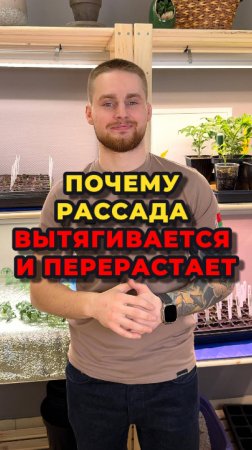 Ошибки в уходе за рассадой