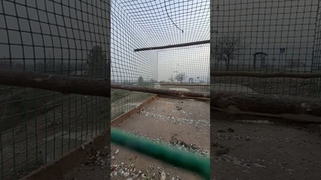 Щегол голос чир чир √15 смотреть онлайн