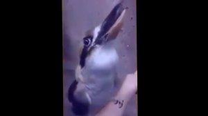 DJ Кукабарра