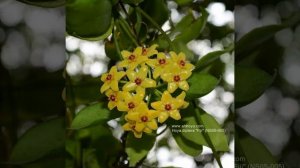 Hoya Diptera "Fiji" (NS05-005) # AH Hoya