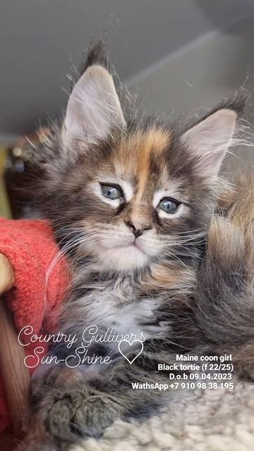 котёнок мейн кун из питомника Страна Гулливеров, gulliver-coon.ru смотреть онлайн