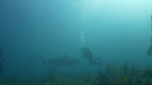 Tiger Shark Kiss