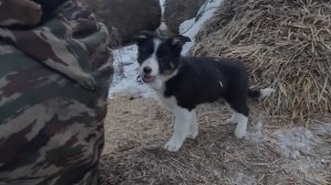 Щенячий детский сад