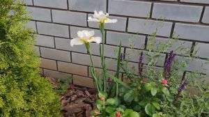 ОБЗОР САДА НА 17 ИЮНЯ. ВСЁ ПРЕОБРАЖАЕТСЯ НА ГЛАЗАХ!)