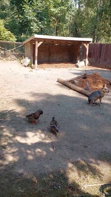 水豚 CAPYBARA смотреть онлайн